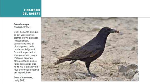 Cornella negra