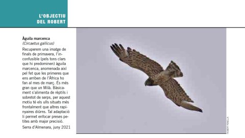 Àguila marcenca