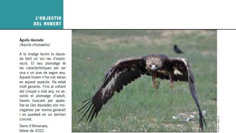 Àguila daurada