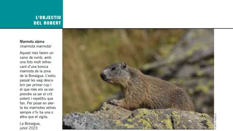 Marmota alpina