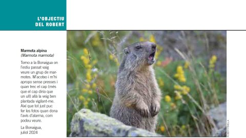 Marmota alpina