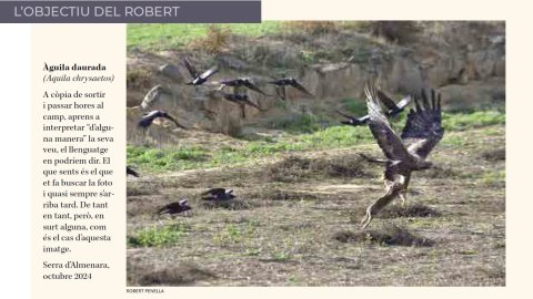 Àguila daurada