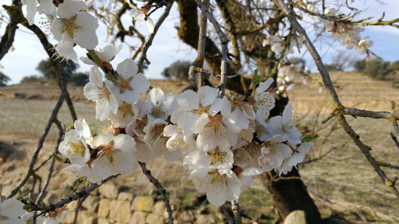 Ametller florit